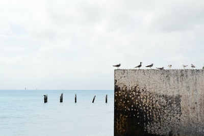 鸟类在墙附近的水域
